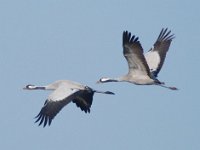 Kranich (Grus grus)  06